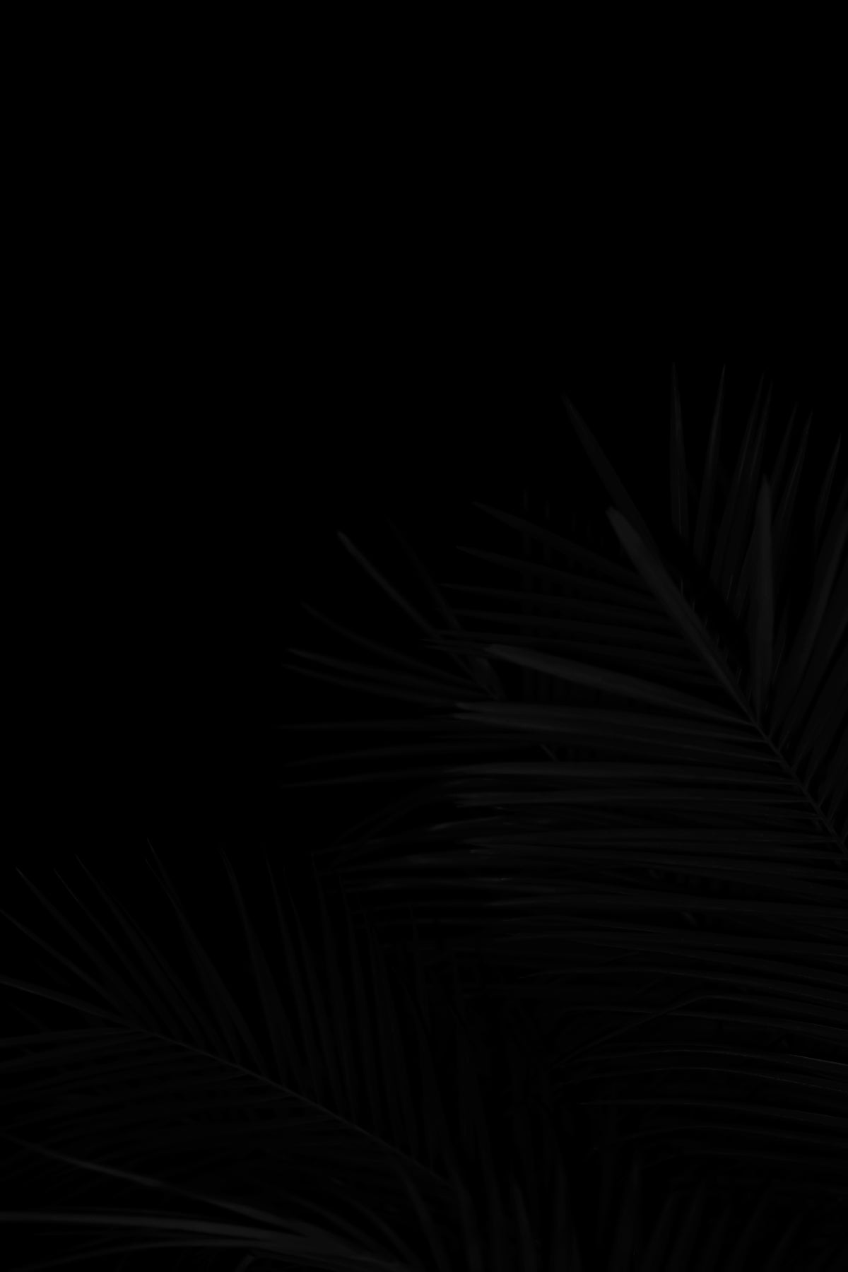 a black and white photo of a palm tree